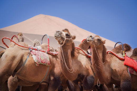 高性价比游新疆！早鸟立减800！大唐西域记亲子营，从吐鲁番到伊犁，8天穿越天山南北！火焰山、坎儿井、赛湖、喀拉峻、昭苏…一趟行程赚回所有票价！ 商品图10