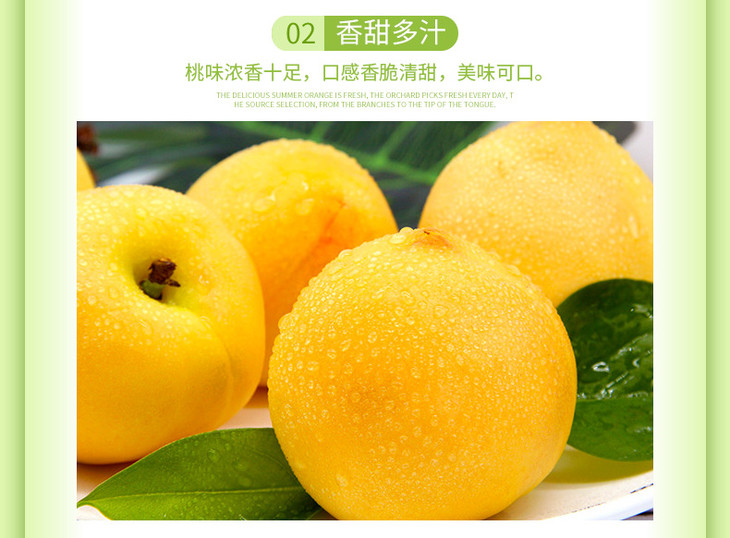 山东黄油桃_06.jpg