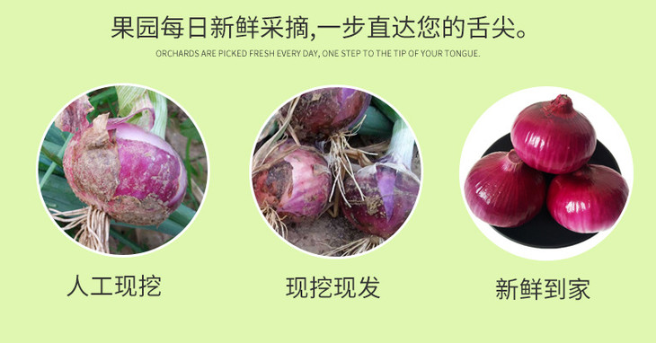 云南紫皮洋葱_10.jpg