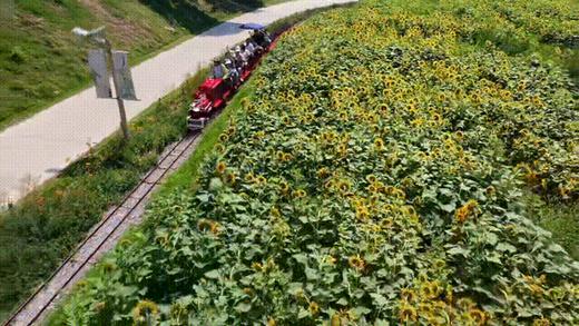 【微度假农场】采摘、田野小火车、萌宠互动、农夫拖拉机、森林儿童乐园，轻松遛娃一整天！ 商品图1