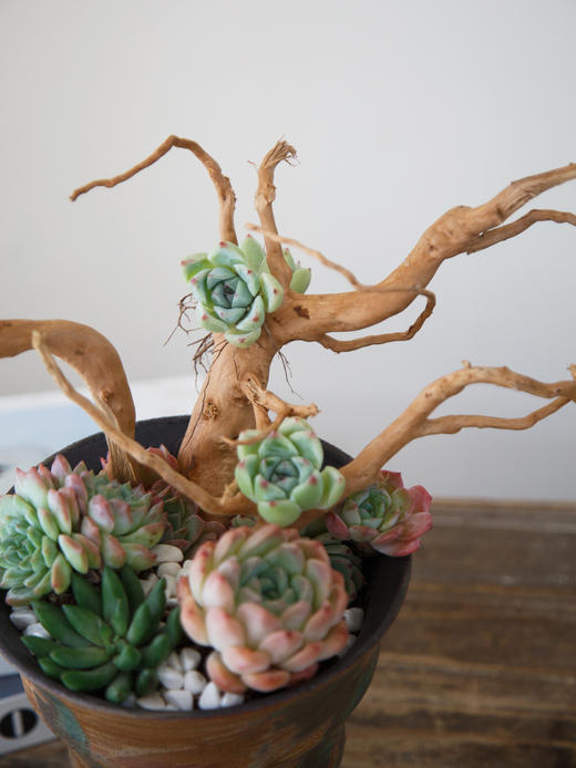 手工盆根雕多肉盆栽 商品图1