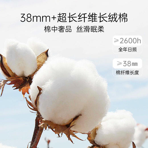 2025年夏季新品雅芳婷80S高针长绒棉蕾丝床上四件套纯棉床笠套件 商品图1