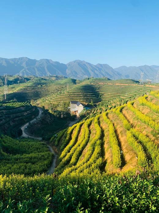 守艺 · 2025年桃花白 新茶 50克 高山绿茶 商品图4