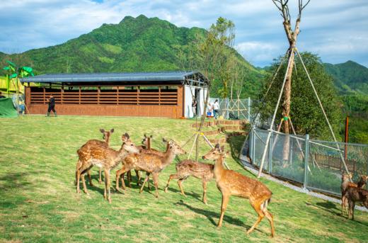 泰顺亿联开元名都大酒店×2天1晚套餐 · 高级山景亲子（滑梯）房1晚+乐园三选一+畲族六小碗特色正餐 商品图6