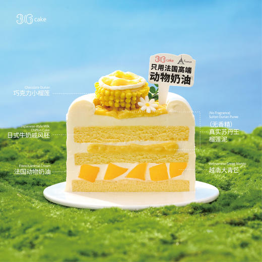 迷你多肉榴莲，可选4英寸 商品图3