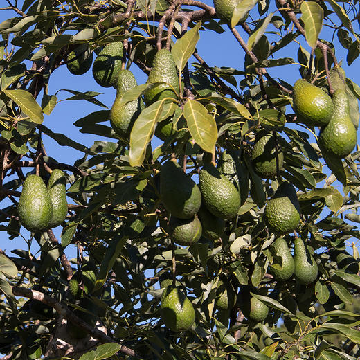 秘鲁牛油果 6粒（2-2.2斤） 商品图3