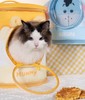 派思维联名维尼猫包外出便携猫咪小型犬双肩背包 商品缩略图0