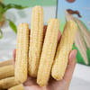 天沐农蜜西双版纳拇指小玉米 1000g/箱 白糯拇指玉米 商品缩略图0