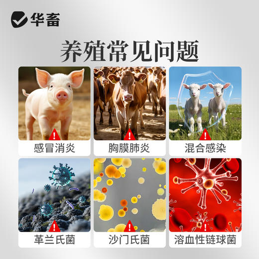 华畜注射阿莫西林钠牛羊猪咳喘腹泻拉稀胸膜肺炎抗菌消炎兽药大全 商品图1