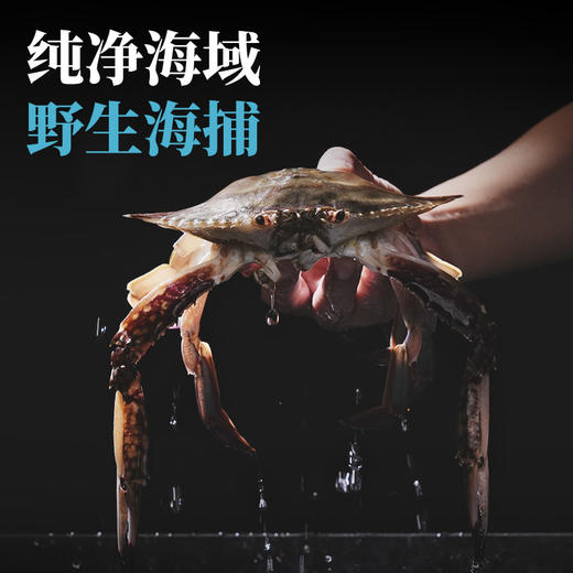 【有钳有钱】精选梭子蟹1.3kg5-6只 液氮锁鲜速冻 壮实饱满 商品图1