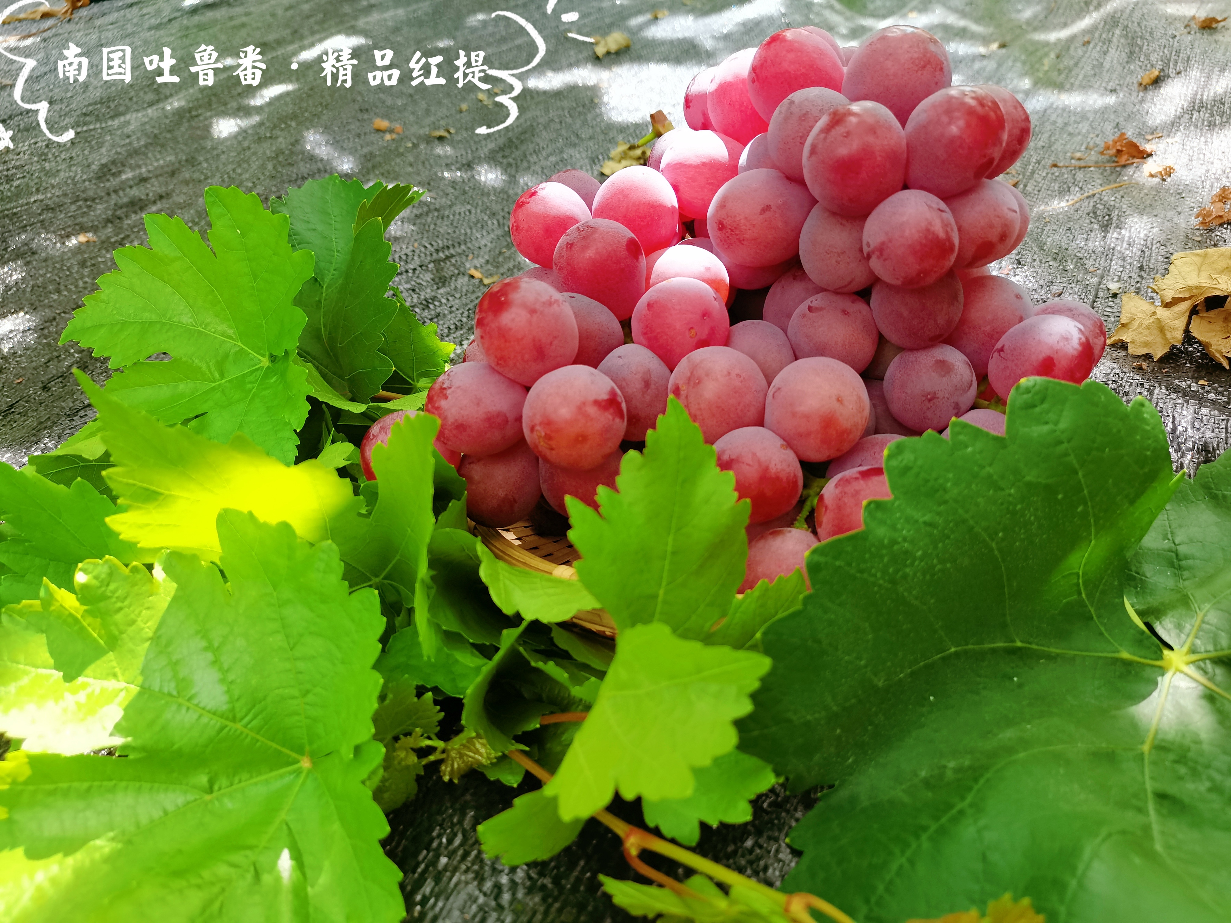 南国吐鲁番精品红提 3斤精品装(2~3串)单果6~8g