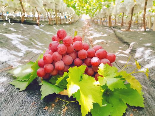 南国吐鲁番精品红提 3斤精品装(2~3串)单果6~8g 商品图1