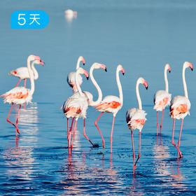 生命跃迁·坦桑尼亚safari游猎（天河之渡季，6—10月行程）