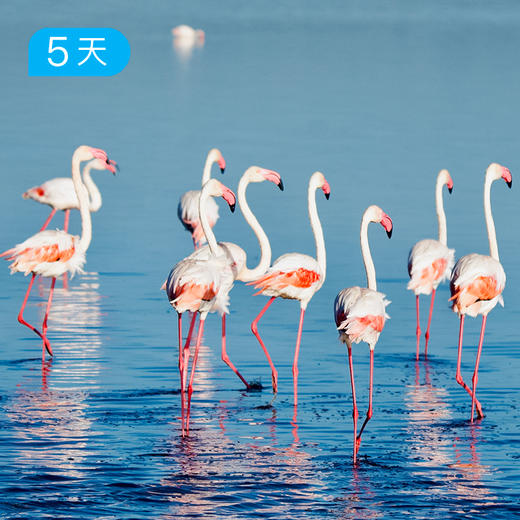 生命跃迁·坦桑尼亚safari游猎（天河之渡季，6—10月行程） 商品图0