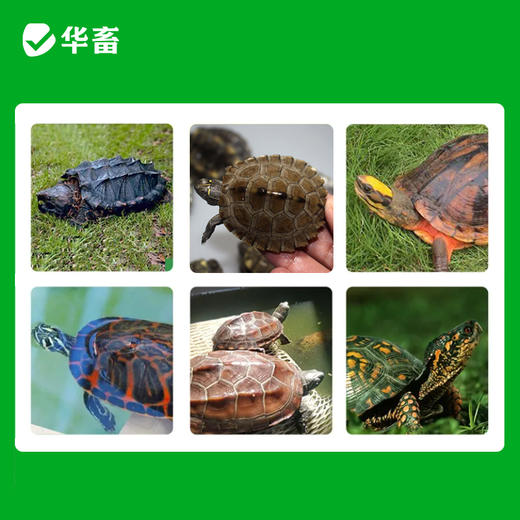 华畜乌龟药氟苯尼考治疗草龟巴西感冒肺炎鳄龟宠物龟肠胃炎脑膜炎 商品图3