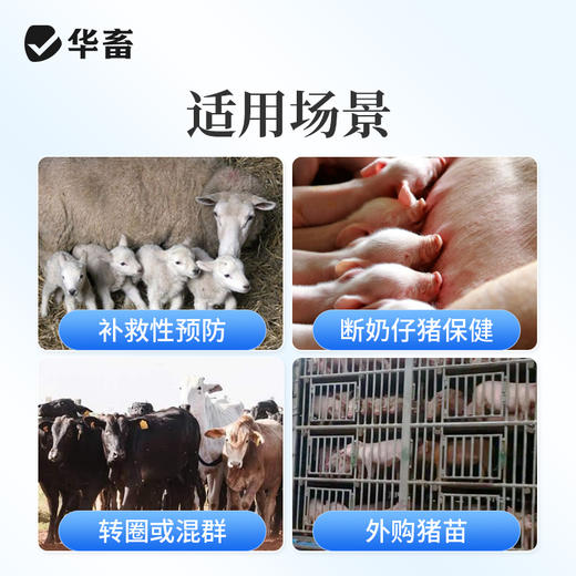华畜泰地罗新注射液猪牛羊支原体呼吸道病胸膜炎肺炎支气管炎副猪 商品图3
