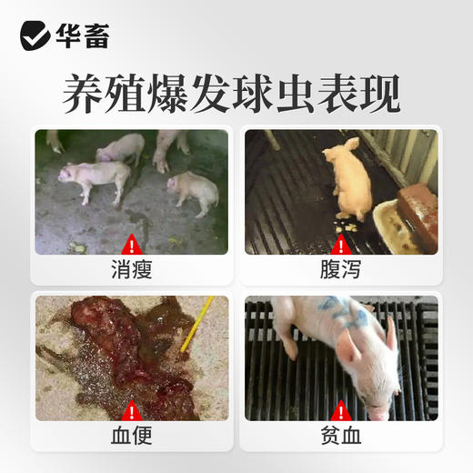 华畜5%球虫清托曲珠利混悬液兽用仔猪犊牛用抗球虫药腹泻拉稀兽药 商品图1