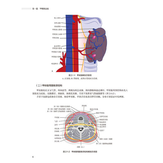 甲状腺超声诊断与介入治疗 徐辉雄 张一峰 主编 本书对甲状腺及甲状旁腺超声诊断和介入治疗全面归纳总结的工具书 人民卫生出版社 商品图4