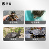 华畜乌龟药氟苯尼考治疗草龟巴西感冒肺炎鳄龟宠物龟肠胃炎脑膜炎 商品缩略图2