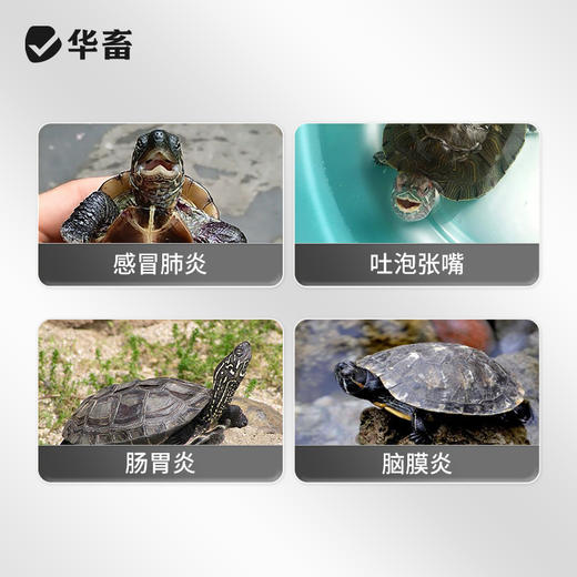 华畜乌龟药氟苯尼考治疗草龟巴西感冒肺炎鳄龟宠物龟肠胃炎脑膜炎 商品图2