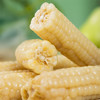 天沐农蜜西双版纳拇指小玉米 1000g/箱 白糯拇指玉米 商品缩略图2