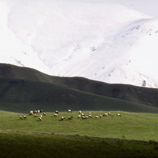 2晚起订【甘南诺尔丹营地】全新开营！暑假/中秋/国庆全年同价！含每日豪华三餐、管家全程陪同免费参观拉卜楞寺、诺乐工坊，12岁以下儿童更享免费入住，高端野奢新目标！ 商品图13