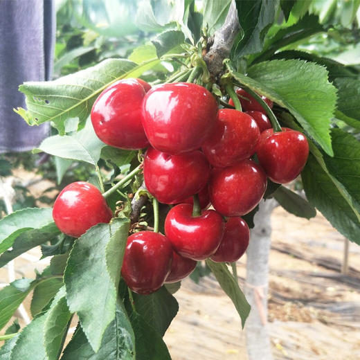 买1赠1本周限时折扣【美早大樱桃】顺丰空运到家 国产车厘子 个大饱满 色泽鲜艳 水嫩脆爽 酸甜爆汁 肉厚核小 果香浓郁 商品图2