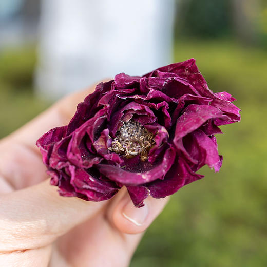 【逐南味】大理头水墨红玫瑰花 1朵1杯 喂饱干渴肌肤 商品图2