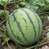 【积分兑换】整个麒麟瓜 10斤左右 商品缩略图0