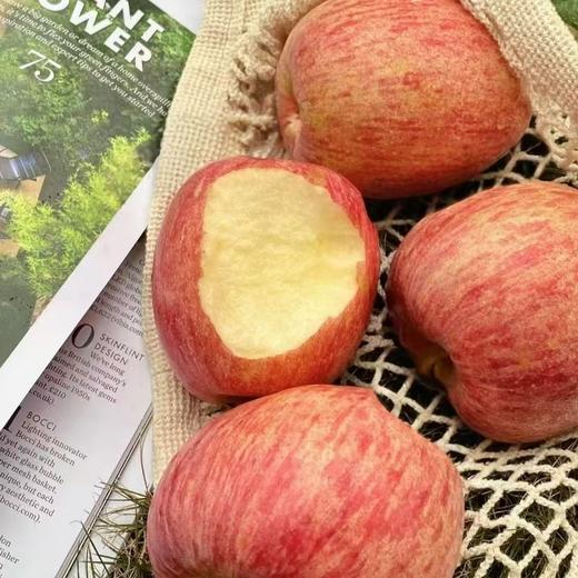 【山东红富士苹果】圆润饱满 果香浓郁 肉质细腻 香甜可口 营养美味 3种规格任选 商品图1