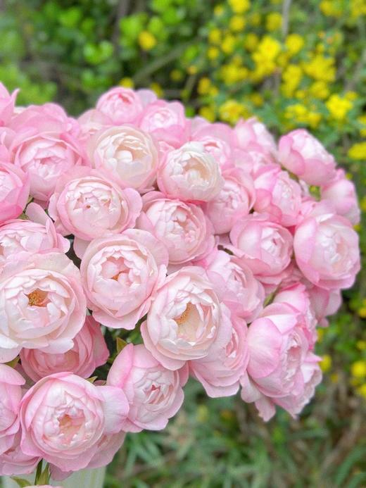 多头玫瑰花草莓杏仁饼10支 商品图1