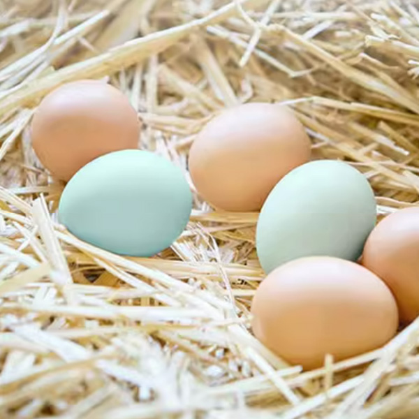 【顺丰快递】三天下蛋芦花鸡蛋 散养谷物蛋 农家芦花鸡蛋 山林喂养初生鲜鸡蛋 优质蛋白CHN