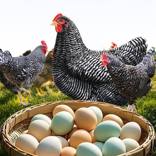 【顺丰快递】三天下蛋芦花鸡蛋 散养谷物蛋 农家芦花鸡蛋 山林喂养初生鲜鸡蛋 优质蛋白CHN 商品图2