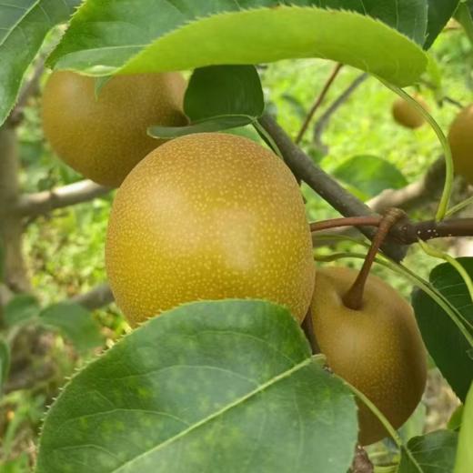 云贵高原黄花梨1箱9个装 （净果重约5斤） 商品图0