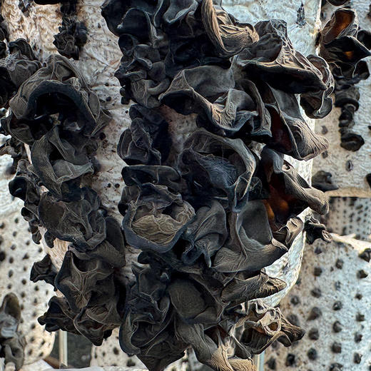 吉元东北有机黑木耳 凉拌炖汤都好吃 商品图1