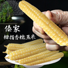 【纱衣拇指糯玉米】绿色食品认证 西双版纳 软糯皮薄 香味浓郁 颗粒饱满 代脂代餐 2种规格任选 商品缩略图0