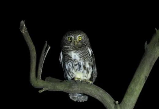 【奇遇周末】城市夜巡记—感受大自然的摩斯密码 商品图2