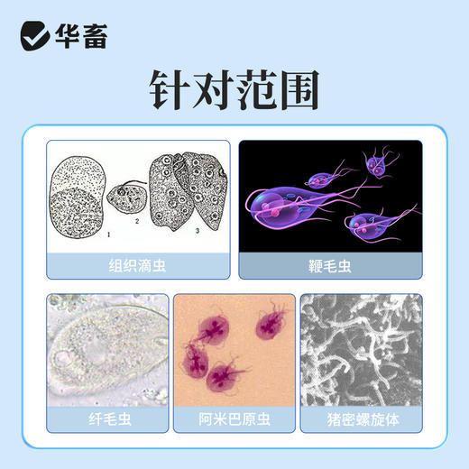 【社群专享】华畜20%地美硝唑 国标兽药 抗原虫药 毛滴虫回肠炎 厌氧菌密螺旋体痢疾拌料用 商品图3