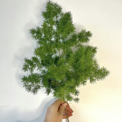 【放青松】蓬莱松 2枝 商品图3