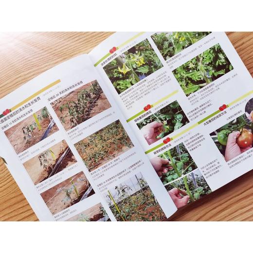 官网 番茄栽培管理手册 白木己岁 番茄栽培宝典 番茄栽培 栽培技术书籍 商品图3