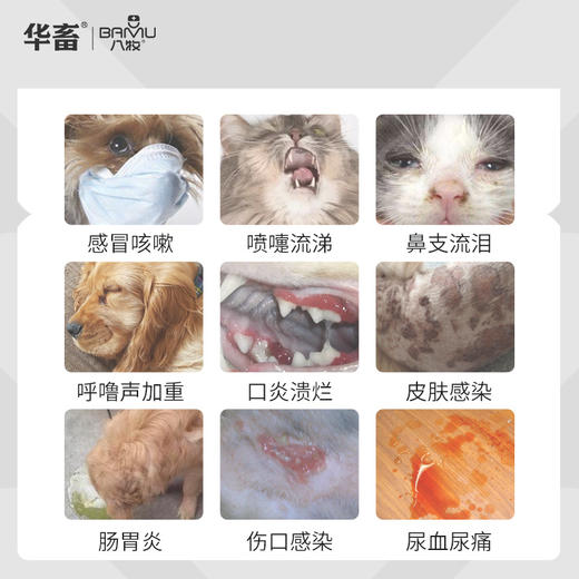华畜狗狗猫咪感冒药打喷嚏流鼻涕猫鼻支治疗专用消炎药阿莫西林片 商品图2