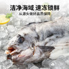 【冰岛海参斑】 一条鱼约2-3斤，去鳞、去鳃、去脏，免洗，只有一根软骨 青岛顺丰/京东发货 {冷冻生鲜请及时签收} 商品缩略图3