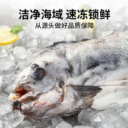 【冰岛海参斑】 一条鱼约2-3斤，去鳞、去鳃、去脏，免洗，只有一根软骨 青岛顺丰/京东发货 {冷冻生鲜请及时签收} 商品图3