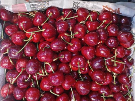俄巴樱桃一斤 商品图0