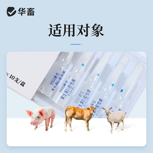 华畜维生素D2胶性钙注射液  补钙 佝偻病软骨症维丁胶性钙 商品图2