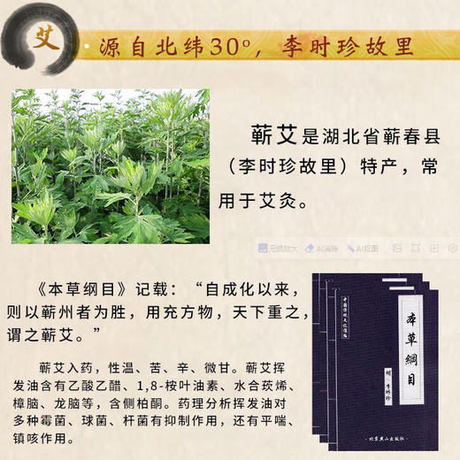 贡艾堂  蕲艾叶原生态艾叶   28cm*20cm 100g 商品图2