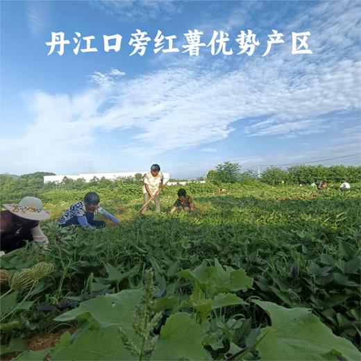 [屁侠推荐]谦益香畴 方便红薯粉丝汤75g 菌菇味/藤椒味 周三 商品图1