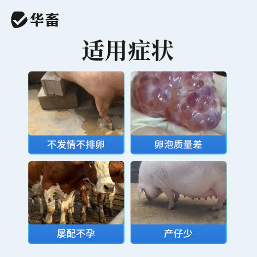 华畜孕马血清兽用注射用血促性素猪牛羊发情针剂母畜促排兽药 商品图1