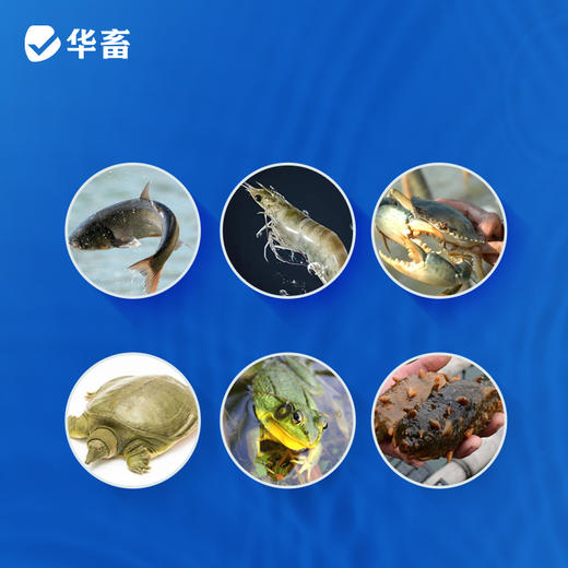 华畜复方磺胺嘧啶粉水产养殖出血红体肠炎腐皮烂鳃水库池塘用鱼药 商品图2