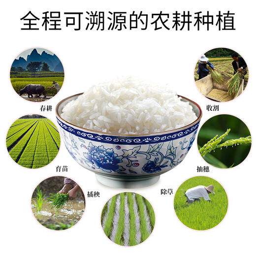 云南八宝贡.壮香米5kg 商品图4